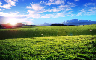 Sheep grazing field sunshine clouds - sheep free wallpaper