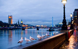 Seagulls ledged river streetlight nighttime - christopher wren free wallpaper