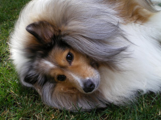 Dog laying lush green field - flowing hair free wallpaper