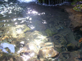 Stream water rocks plants sun - water free wallpaper