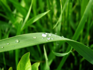 Green leaf water droplets blurry - free nature wallpaper