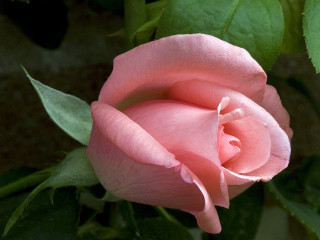 Pink rose green leaves sunlight - rose free wallpaper