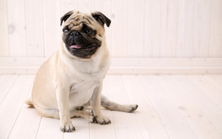 Small dog white floor wooden - full body portrait free wallpaper