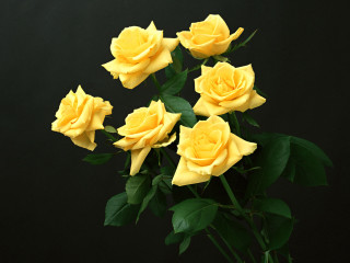 Yellow roses vase tabletop green 4 - a vase free wallpaper