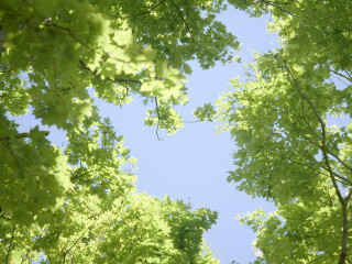 Sky trees view below leaves - david brewster free wallpaper