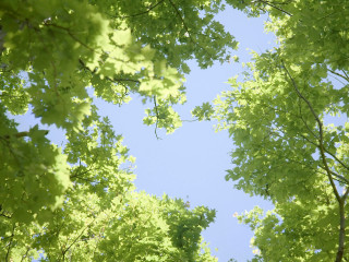 Sky through trees below leaves - david brewster free wallpaper