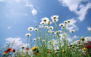 Wildflowers field blue sky clouds - under free wallpaper for desktop