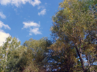 Blue sky clouds trees foreground 3 - carpoforo tencalla free wallpaper