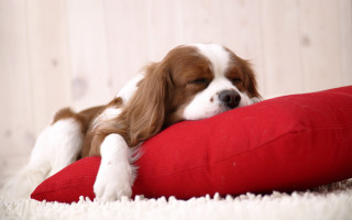 Dog sleeping red pillow white 3 - edwin landseer free wallpaper