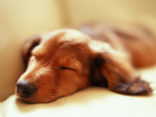 Sleeping dog couch eyes closed 3 - the arm of the couch free wallpaper