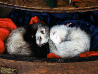 Ferrets curled up wooden box 2 - animal free wallpaper