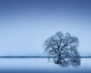 Lone tree frozen lake blue - a lone tree free wallpaper