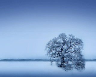 Lone tree frozen lake blue 2 - a lone tree free wallpaper