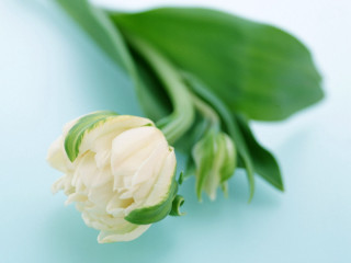 White flower green stem blurry - a green leaf free wallpaper