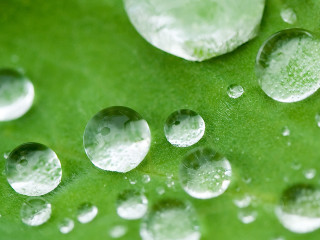 Water droplets green leaf white 4 - a green leaf free wallpaper