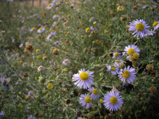 Wild flowers yellow centers green - wild free wallpaper