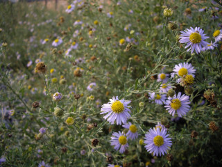 Wild flowers yellow centers green 3 - wild free wallpaper