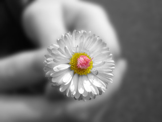 Person holding flower blurry background 2 - a person holding free wallpaper