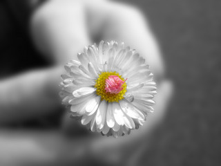Person holding flower blurry background 3 - a person holding free wallpaper