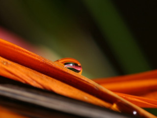 Water drop leaf blurry background - a close up of a water drop free wallpaper