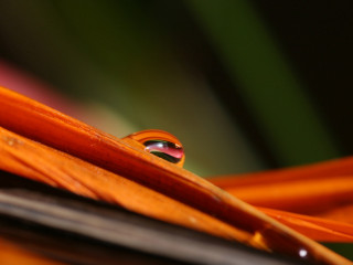 Water drop leaf blurry background 3 - a close up of a water drop free wallpaper