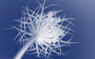 White flower blue sky blurry 3 - pincushion len free wallpaper