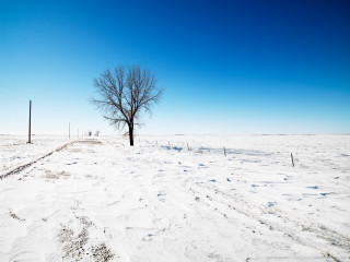 Lone tree snowy field fence 4 - a lone tree in a snowy field free wallpaper