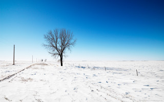 Lone tree snowy field blue 6 - a lone tree in a snowy field free wallpaper