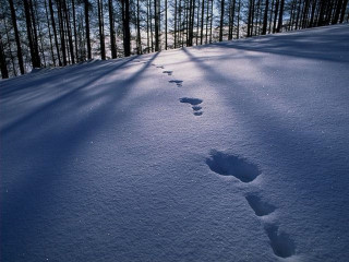 Footprints snow forest blue sky - near free wallpaper