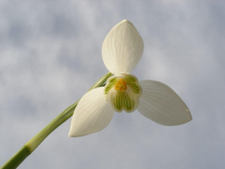 White flower green stem sky - white cloud free wallpaper