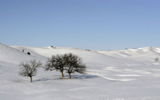 Couple of trees in the - the snow free wallpaper