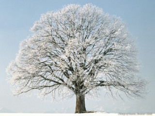 Large tree snow winter time - a large tree free wallpaper