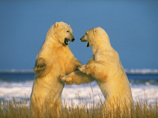 Polar bears playing grass water 4 - two polar bear free wallpaper