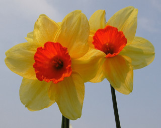 Yellow red flowers blue sky 3 - a few yellow flower free wallpaper