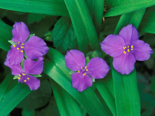 Purple flower green leaves yellow 2 - a yellow center in the center free wallpaper