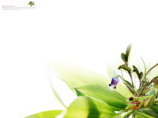 Plant white background blue flower - a blurry image free wallpaper