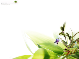 Plant white background blurry blue - a blurry image free wallpaper