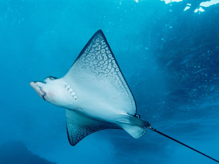 Manta ray swimming ocean rope 2 - underwater free wallpaper