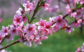 Pink flower branch blurry spring - a close up of a tree free wallpaper