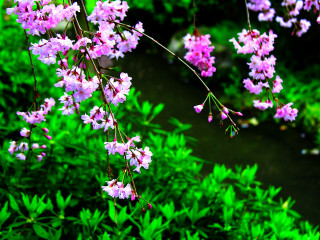 Pink flowers garden green plants - chang daichien free wallpaper