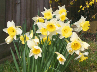 Yellow flowers garden fence tree 2 - david young cameron free wallpaper