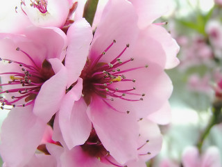 Pink flower closeup blurry background 12 - a blurry background of leaves free wallpaper