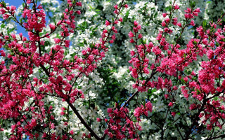 Pink flower tree green leaves 5 - an impressionist painting free wallpaper