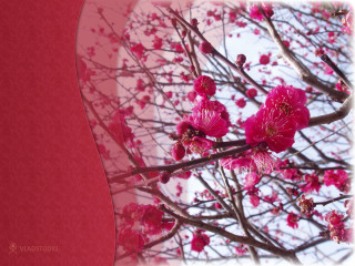Pink flower tree red background - chang daichien free wallpaper