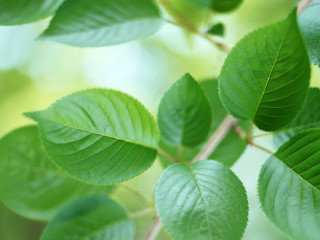 Green leafy tree branch macro - branch and a blurry background free wallpaper