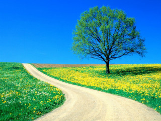 Tree road flower grass sky - beautiful landscape free wallpaper