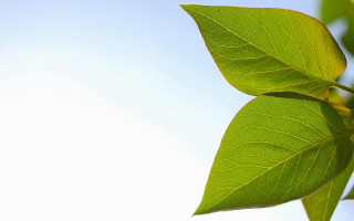 Green leaf blue sky light - against a blue sky background free wallpaper