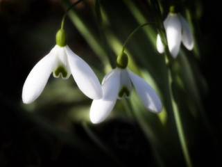 White flowers green stems macro - the background and a blurry background behind them free wallpaper