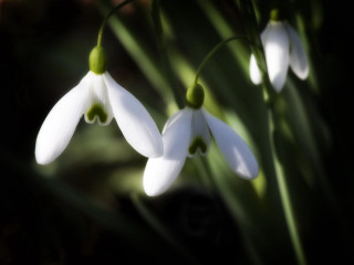 White flowers green stems blurry - the background and a blurry background behind them free wallpaper