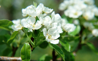 White flower branch green leaves - a white flower free wallpaper